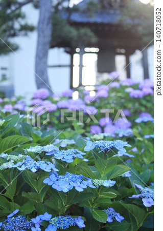 Hydrangea wet in the rain Hydrangea wet in the rain 140718052