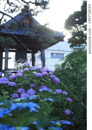 Hydrangea blooming in the precincts 140718054