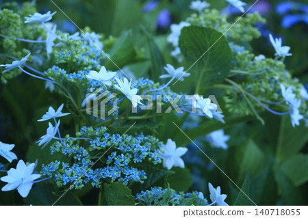 藍色隅田煙火 藍色隅田煙火 140718055