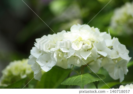 White hydrangea White hydrangea 140718057