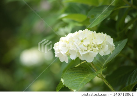 白色繡球花 白色繡球花 140718061