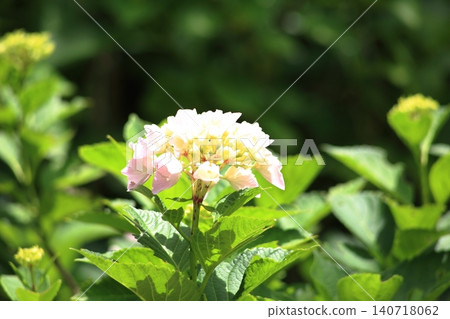 白色繡球花 白色繡球花 140718062