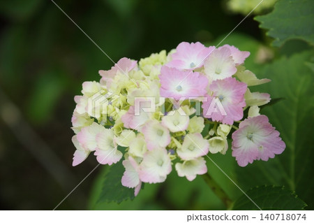Hydrangea of pink color Hydrangea of pink color 140718074