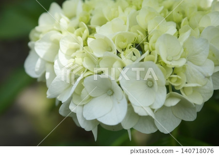 白色繡球花 白色繡球花 140718076