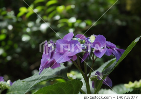 A photograph of a plant with purple flowers 140718077
