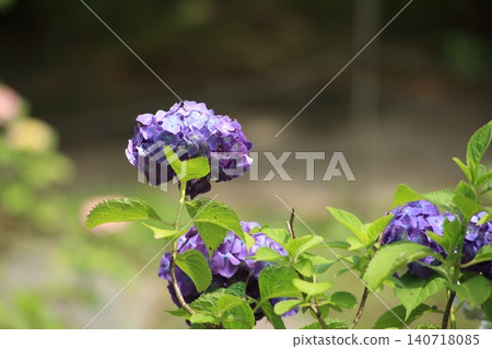 繡球花盛開在雨季的清除 繡球花盛開在雨季的清除 140718085