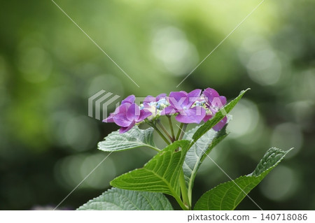 盛開的繡球花在陽光下閃耀 盛開的繡球花在陽光下閃耀 140718086