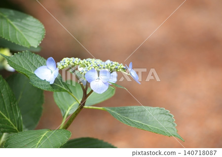 藍色繡球花 藍色繡球花 140718087