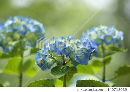 Blue hydrangea Blue hydrangea 140718089