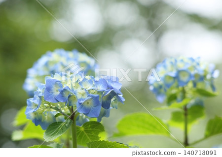 Blue hydrangea Blue hydrangea 140718091