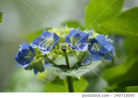 藍色繡球花 藍色繡球花 140718093