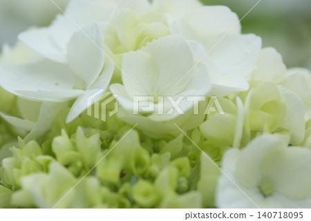 White hydrangea White hydrangea 140718095