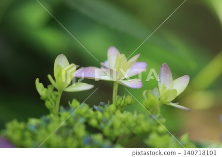 Small flowers Small flowers 140718101