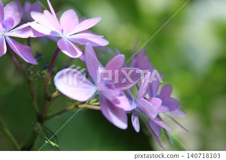Close-up of a plant with pale purple flowers 140718103