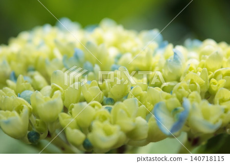 白色繡球花 白色繡球花 140718115