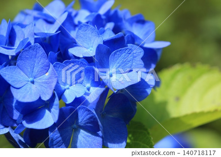藍色繡球花 140718117