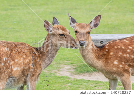 Deer grooming each other in Nara Park Deer grooming each other in Nara Park 140718227