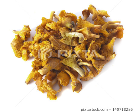 golden chanterelle in studio golden chanterelle in studio 140718286