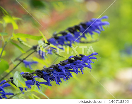 Flower of meadowseage Flower of meadowseage 140718293