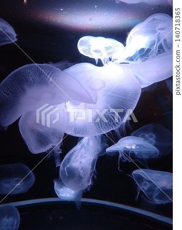 A fantastical jellyfish exhibit A fantastical jellyfish exhibit 140718365