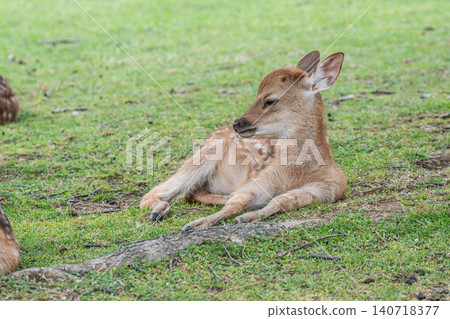 奈良公園裡一隻悠閒自在的小鹿 奈良公園裡一隻悠閒自在的小鹿 140718377