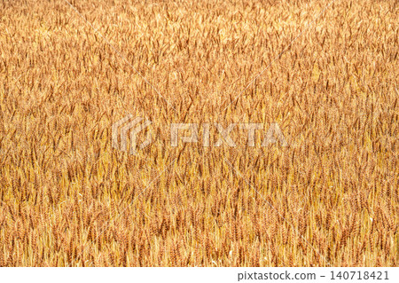 A vast field of golden wheat A vast field of golden wheat 140718421