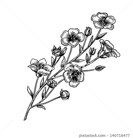 Flax flowers on a stem with leaves. Black and white, graphic, vector, hand-drawn illustration. Perfect for labels and packaging, textiles and decor, as well as banners, posters, and more 140718477