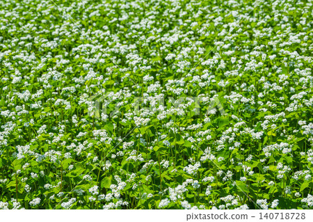 A field of buckwheat flowers A field of buckwheat flowers 140718728