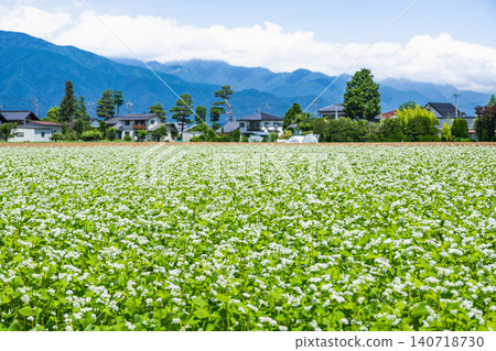 A refreshing blue sky and a buckwheat field in bloom. A refreshing blue sky and a buckwheat field in bloom. 140718730