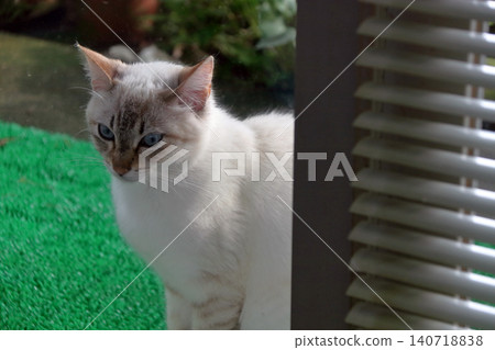 Cat, stray cat, outside, peeking, wants to come in, photographed through glass. Cat, stray cat, outside, peeking, wants to come in, photographed through glass. 140718838