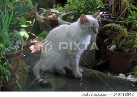 Cat, stray cat, outside, peeking, wants to come in, photographed through glass. Cat, stray cat, outside, peeking, wants to come in, photographed through glass. 140718848