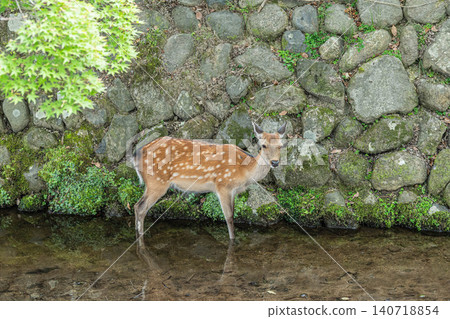 鹿在溪流中降溫,奈良公園 鹿在溪流中降溫,奈良公園 140718854