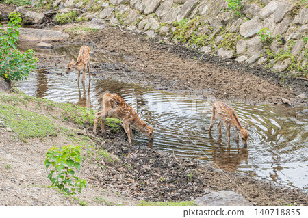 A fawn cooling off in a stream at Nara Park A fawn cooling off in a stream at Nara Park 140718855