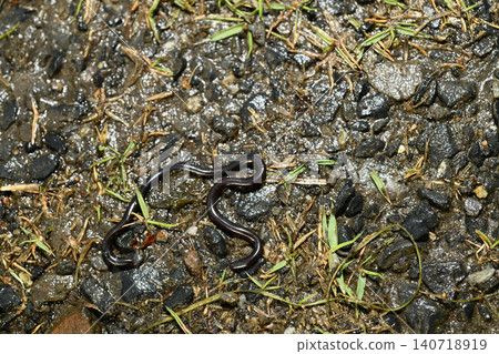 Brahminy blind snake 11 140718919