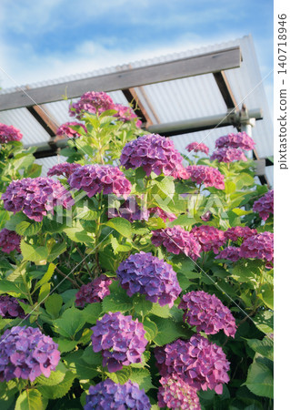 Purple hydrangea and blue sky Purple hydrangea and blue sky 140718946