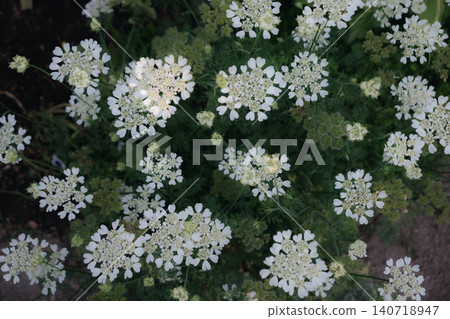 White flower White flower 140718947