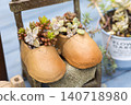 Succulents planted in shoe-shaped planters 140718980