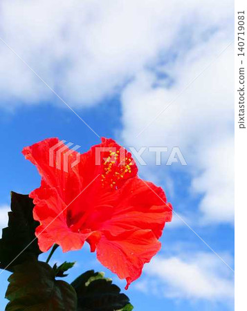 Hibiscus, Hawaii, Okinawa, tropical Hibiscus, Hawaii, Okinawa, tropical 140719081
