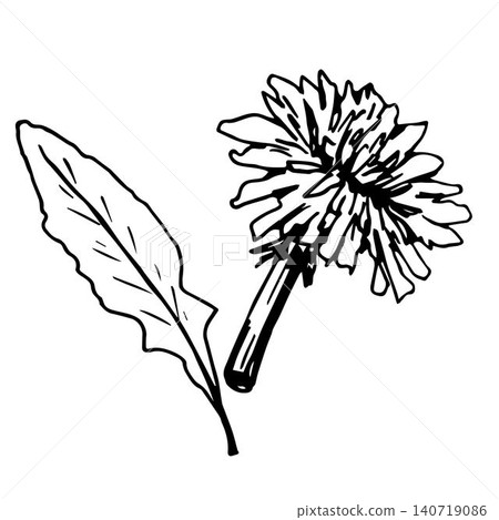 Hand-drawn simple vector illustration in black outline. Early spring dandelion flower, leaf isolated on a white background. Medicinal plant, taraxacum officinale. Hand-drawn simple vector illustration in black outline. Early spring dandelion flower, leaf isolated on a white background. Medicinal plant, taraxacum officinale. 140719086