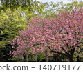 Fresh green and double cherry trees 140719177
