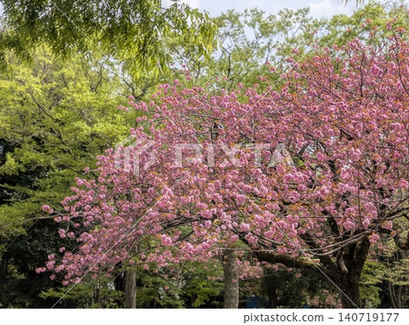 Fresh green and double cherry trees Fresh green and double cherry trees 140719177