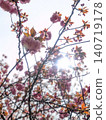 Cherry blossoms shining against the sun 140719178