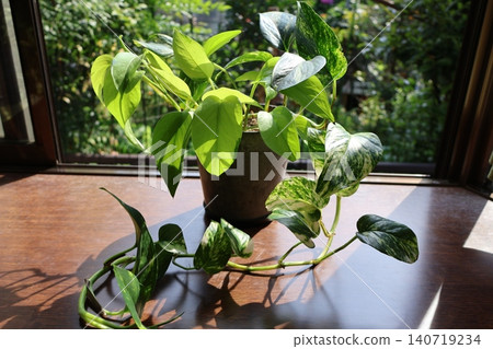 種植兩種綠蘿 140719234