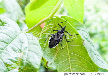 A giant assassin bug hiding on the underside of a leaf. A giant assassin bug hiding on the underside of a leaf. 140719490