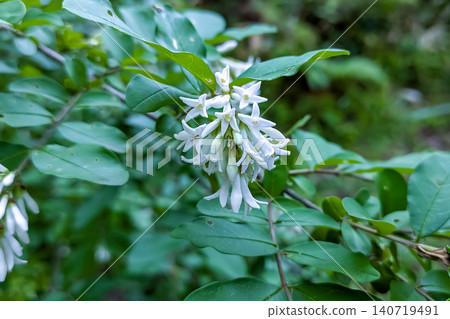 女貞白花 女貞白花 140719491