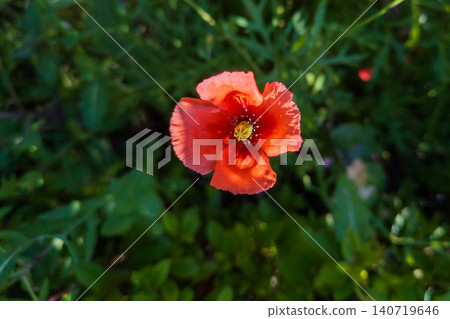 Orange flowers of Papaver dubium Orange flowers of Papaver dubium 140719646