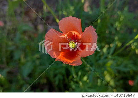 Orange flowers of Papaver dubium Orange flowers of Papaver dubium 140719647