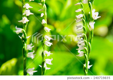 White-flowered Spiranthes sinensis White-flowered Spiranthes sinensis 140719835