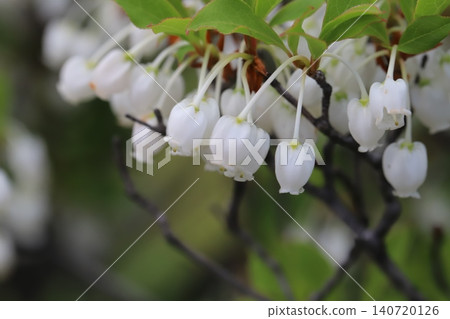 春天，花園裡的籬笆上會開出白色小袋狀的吊鐘花。 140720126