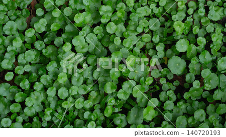 Top view of fresh green Gotu Kola or Centella Asiatica plants growing thickly in a garden. Forming a lush organic green leaf carpet texture. Top view of fresh green Gotu Kola or Centella Asiatica plants growing thickly in a garden. Forming a lush organic green leaf carpet texture. 140720193